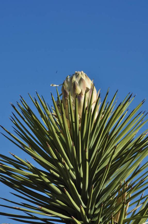 Joshua Tree florescendo no Joshua Tree National Park, região de Pioneertown, na Califórnia - Estados Unidos